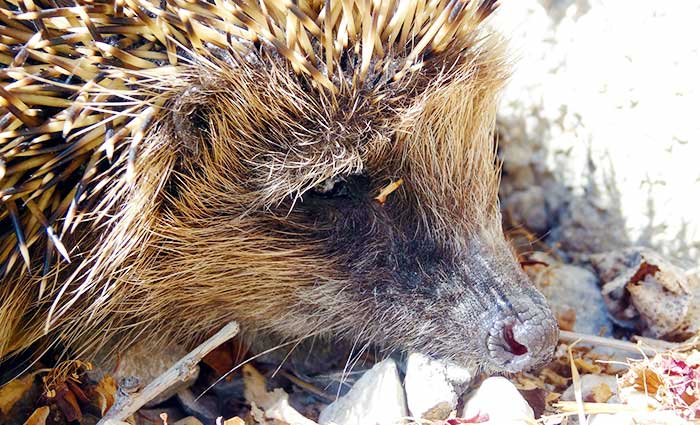 Hedgehog Care Rescue Sanctuary How to Help