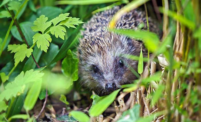 Hedgehog Care Rescue Sanctuary Sponsors